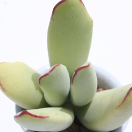 lA͂тAR`h-Cotyledon 'HAKUBIJIN'