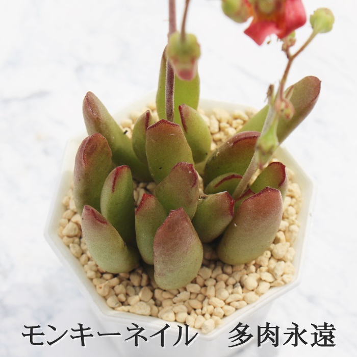 モンキーネイル コチレドン属 モンキーネイルの通販 モンキーネイルの育て方増やし方 Cotyledon Monkey Nail 多肉永遠 たにくとはcuctus And Succulents Onlineshop From Japan Tanikutoha