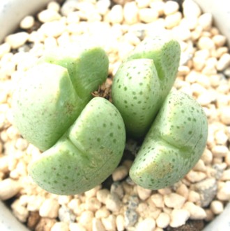ビリデカツム、コノフィツム属-Conophytum truncatum ssp viridicatum