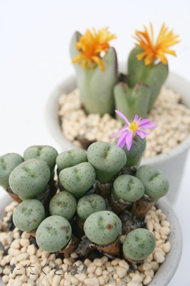 Z,ނ炳ARmtBc-Conophytum 'KOIMURASAKI'