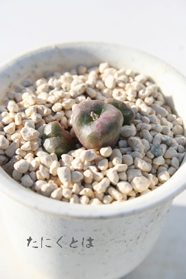 エクチプム、コノフィツム属-Conophytum ectipum ssp.