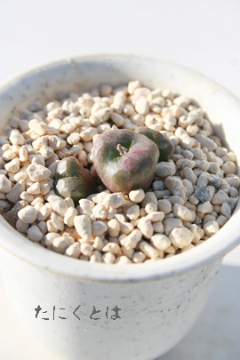 GN`vARmtBc-Conophytum ectipum ssp.