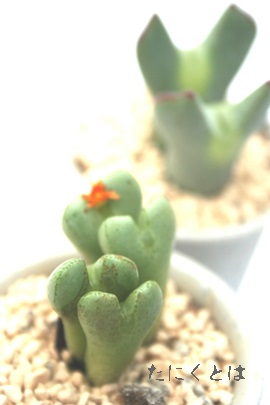 将門、まさかど、コノフィツム属-Conophytum 'MASAKADO'