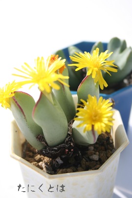 ヒリー、コノフィツム属-Conophytum hillii