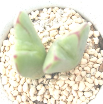 q[ARmtBc-Conophytum hillii