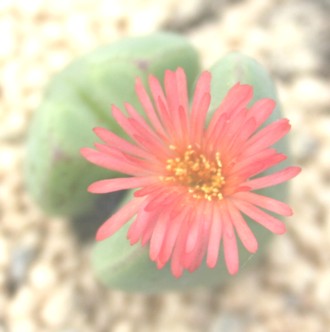 T}[bhARmtBc-Conophytum Summer Red