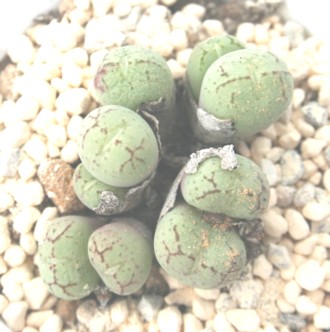 Conophytum ficiforme ”Monkey Mask” ？ | 多肉植物を中心に