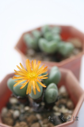 アルバ、コノフィツム属-Conophytum alba