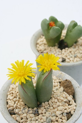 王将、おうしょう、コノフィツム属-Conophytum 'OUSYOU'
