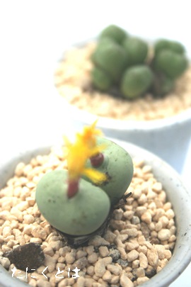 ナマカナム、コノフィツム属-Conophytum namacanum