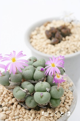 Qǋ,؂傭ARmtBc-Conophytum sellatum