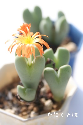 ,ARmtBc-Conophytum igniflorum