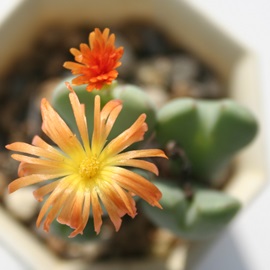 ,ARmtBc-Conophytum igniflorum