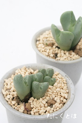王宮殿,おうきゅうでん、コノフィツム属-Conophytum occultum