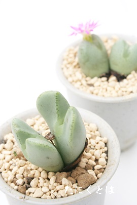 聖牛殿,せいぎゅうでん、コノフィツム属-Conophytum 'SEIGYUDEN'