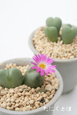 稚児桜,ちござくら、コノフィツム属-Conophytum 'TIGOZAKURA'