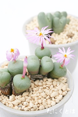 H,Ă܁ARmtBc-Conophytum 'SUITEKIDAMA'