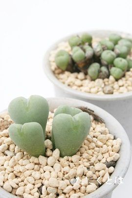 vxARmtBc-Conophytum puberulum 