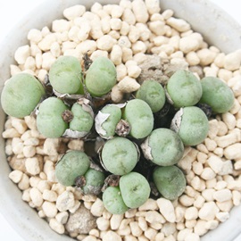 EBwC~[ARmtBc-Conophytum 'Wilhelmii' 