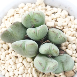 ̕PAЂ߁ARmtBc-Conophytum 'UTAHIME'