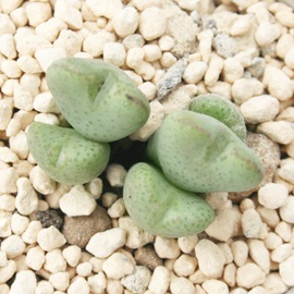 Z~}ARmtBc-Conophytum 'SEMIMARU'