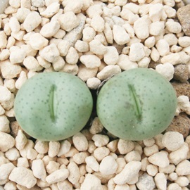 PʁAقтȂ܁ARmtBc-Conophytum 'HOUBINADAMA'