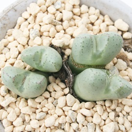 ʁA߂傭ARmtBc-Conophytum violaciflorum 