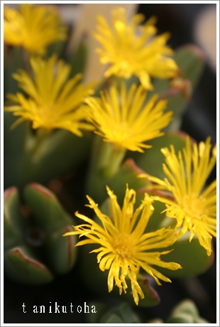 H́AARmtBc-Conophytum 'AKII'