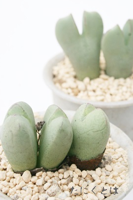 I[ARmtBc-Conophytum 'Aurora'