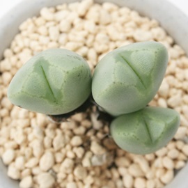 jTAキĂARmtBc-Conophytum 'SYUKUTEN'