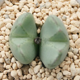 ̉ẤARmtBc-Conophytum 'SYUKUTEN'