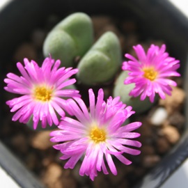 H̖Â߁ARmtBc-Conophytum 'AKINOYUME'