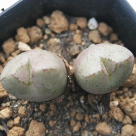 ~A񂭂ARmtBc-Conophytum marnierianum