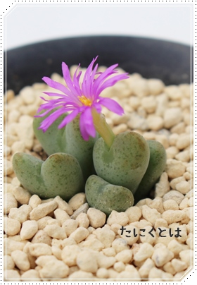 ʁA݂܁ARmtBc-Conophytum 'MIZUTAMA'