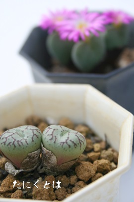 EbAARmtBc-Conophytum 'UDAIJIN'