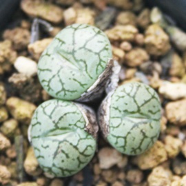 PA񂶂Ђ߁ARmtBc-Conophytum 'HATOBUE'