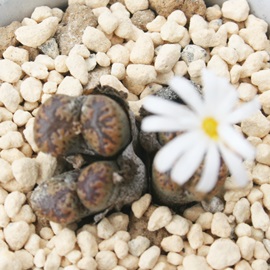 yV[_XeBN[ARmtBc-Conophytum pellucidum