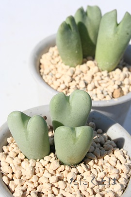 ԎԁAႵARmtBc-Conophytum 'KYASYA'