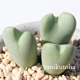 ԎԁAႵARmtBc-Conophytum 'KYASYA'