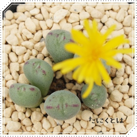 JAԂARmtBc-Conophytum  corniferum