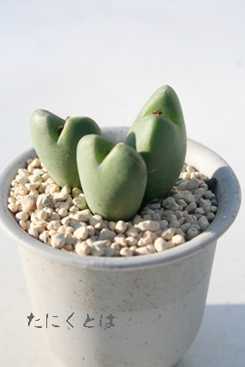 ԉA͂Ȃ́ARmtBc-Conophytum 'HANAZONO'