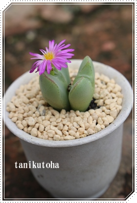 AARmtBc-Conophytum 'MOMOEN'