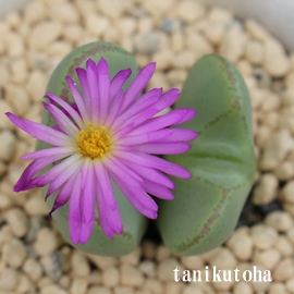 AARmtBc-Conophytum 'MOMOEN'