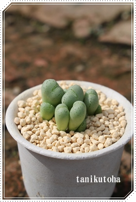 瑫A`A񂻂邿ARmtBc-Conophytum SENSOKUARUTIRE