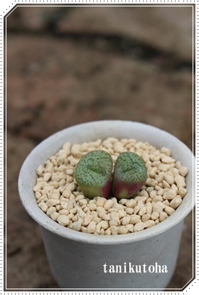 fBXp[,RmtBc,fBXp[ʔ,fBXp[gt,fBXp[,RmtBc-Conophytum Disper