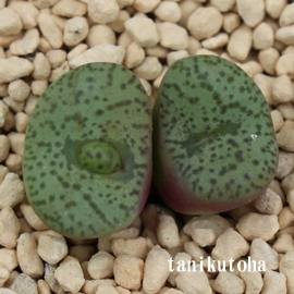 fBXp[ARmtBcԁARmtBc-Conophytum Disper