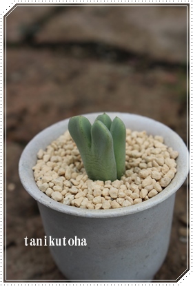 u_,u_ʔ,u_gt,u_ĕB₵,RmtBc,RmtBc-Conophytum blandum