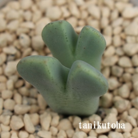 u_,RmtBc,u_E,u_,u_q,RmtBc-Conophytum blandum