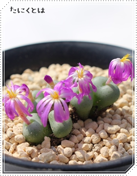 Z^,Z^̔,Z^ʔ,n}~YiȃRmtBc,RmtBc̒ʔ,RmtBcʔ,RmtBcZ^̈ĕ₵-Conophytum seratum,i@ɂƂ