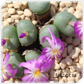 Z^,Z^̔,Z^ʔ,n}~YiȃRmtBc,RmtBc̒ʔ,RmtBcʔ,RmtBcZ^̈ĕ₵-Conophytum seratum,i@ɂƂ